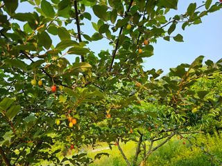 단감대봉 14598님의 작성글 사진