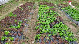 MSG0074님의 자유주제 · 자유게시판 작성글 사진