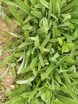 팜모닝 농사, 무엇이든 물어보세요!·참여글 게시글 이미지