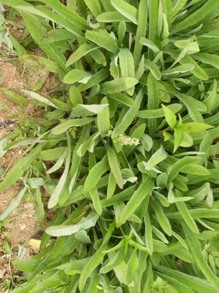 Happy100w님의 농사, 무엇이든 물어보세요! · 참여글 작성글 사진