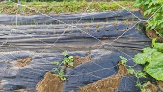 예스팜 청도님의 자유주제 · 자유게시판 작성글 사진