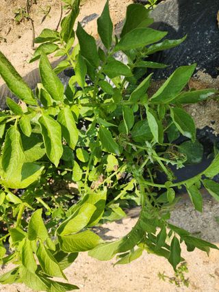 행복한님의 감자 · 병해충상담 작성글 사진