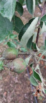 팜모닝 자유주제·자유게시판 게시글 이미지