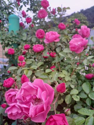 자연을사랑하자님의 자유주제 · 사진전 작성글 사진