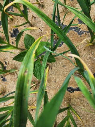 회사원&초보농사꾼님의 자유주제 · 자유게시판 작성글 사진