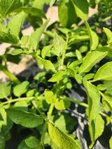 팜모닝 감자·병해충상담 게시글 이미지