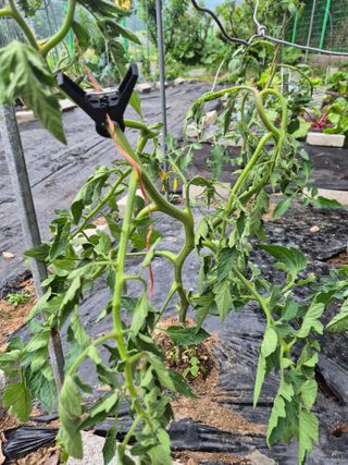 로하스님의 농사, 무엇이든 물어보세요! · 참여글 작성글 사진