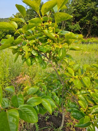 단감대봉 14598님의 작성글 사진