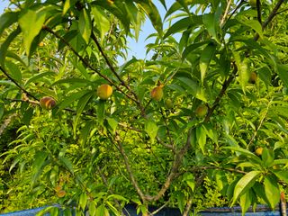 단감대봉 14598님의 작성글 사진