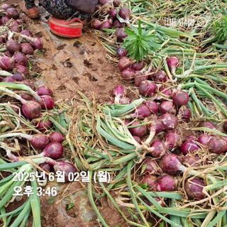 민들레님의 자유주제 · 자유게시판 작성글 사진