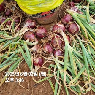 민들레님의 자유주제 · 자유게시판 작성글 사진