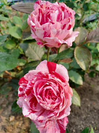 자연을사랑하자님의 자유주제 · 사진전 작성글 사진