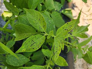 행복한님의 감자 · 병해충상담 작성글 사진