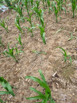 김용대님의 자유주제 · 자유게시판 작성글 사진