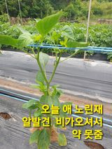 팜모닝 자유주제·자유게시판 게시글 이미지