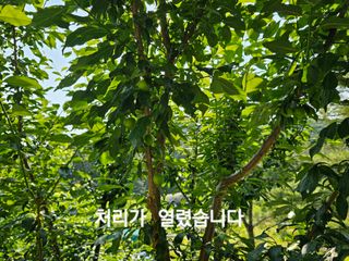 연모 자연의행복님의 자유주제 · 자유게시판 작성글 사진