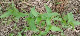 이영미님의 농사, 무엇이든 물어보세요! · 참여글 작성글 사진