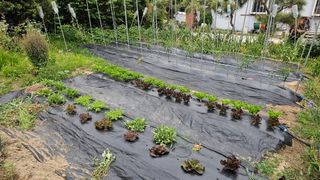 삼례텃밭지기님의 자유주제 · 자유게시판 작성글 사진