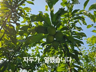 연모 자연의행복님의 자유주제 · 자유게시판 작성글 사진
