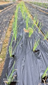 팜모닝 자유주제·자유게시판 게시글 이미지