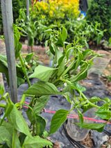 팜모닝 농사, 무엇이든 물어보세요!·참여글 게시글 이미지