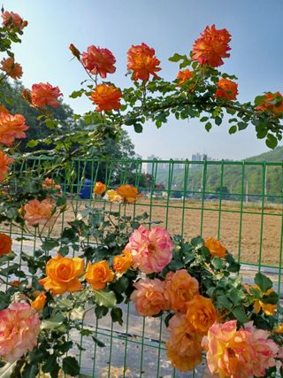 자연을사랑하자님의 자유주제 · 사진전 작성글 사진