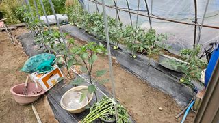 삼례텃밭지기님의 자유주제 · 자유게시판 작성글 사진