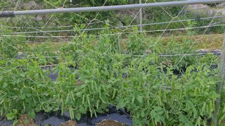 예스팜 청도님의 자유주제 · 자유게시판 작성글 사진