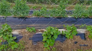 예스팜 청도님의 자유주제 · 자유게시판 작성글 사진