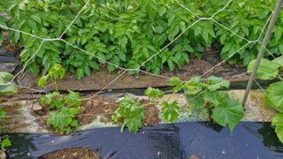 예스팜 청도님의 자유주제 · 자유게시판 작성글 사진