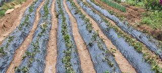 한밭농원님의 자유주제 · 자유게시판 작성글 사진