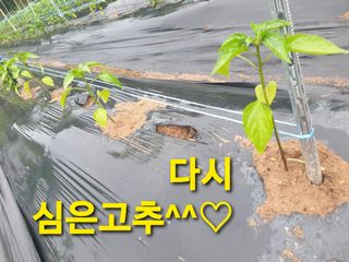 겨울연가님의 자유주제 · 자유게시판 작성글 사진