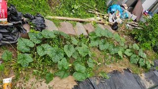 삼례텃밭지기님의 자유주제 · 자유게시판 작성글 사진