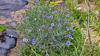 삼례텃밭지기님의 자유주제 · 자유게시판 작성글 사진