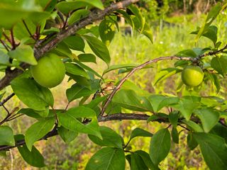 단감대봉 14598님의 작성글 사진