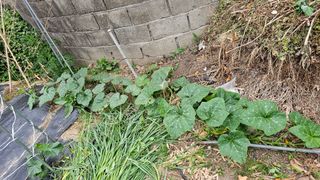 삼례텃밭지기님의 자유주제 · 자유게시판 작성글 사진