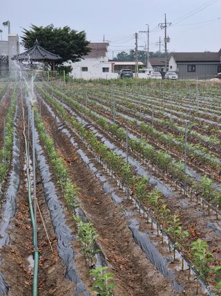 우리농원님의 자유주제 · 자유게시판 작성글 사진