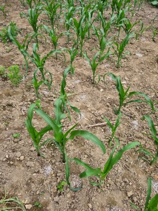 김용대님의 자유주제 · 자유게시판 작성글 사진