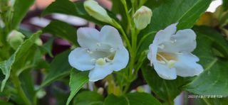 달맛햇복숭아농원님의 자유주제 · 사진전 작성글 사진