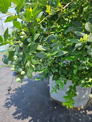 제주 지안이네농장님의 자유주제 · 자유게시판 작성글 사진