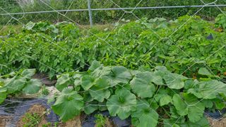 예스팜 청도님의 자유주제 · 자유게시판 작성글 사진