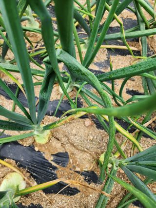 회사원&초보농사꾼님의 자유주제 · 자유게시판 작성글 사진