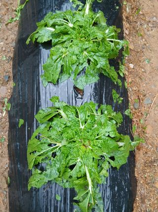 인생은 소풍처럼님의 자유주제 · 자유게시판 작성글 사진