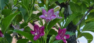 달맛햇복숭아농원님의 자유주제 · 사진전 작성글 사진