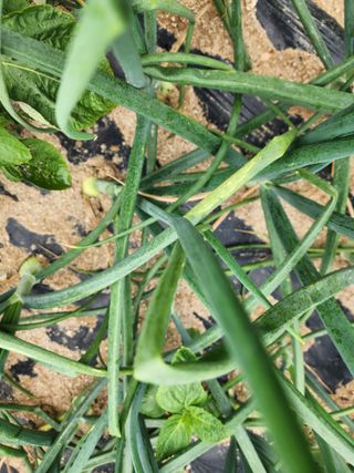 회사원&초보농사꾼님의 자유주제 · 자유게시판 작성글 사진