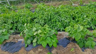 예스팜 청도님의 자유주제 · 자유게시판 작성글 사진