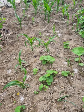 김용대님의 자유주제 · 자유게시판 작성글 사진