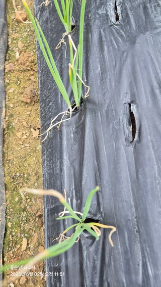 김진님의 자유주제 · 자유게시판 작성글 사진