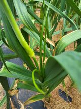 팜모닝 자유주제·자유게시판 게시글 이미지