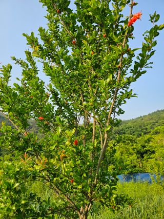 단감대봉 14598님의 작성글 사진